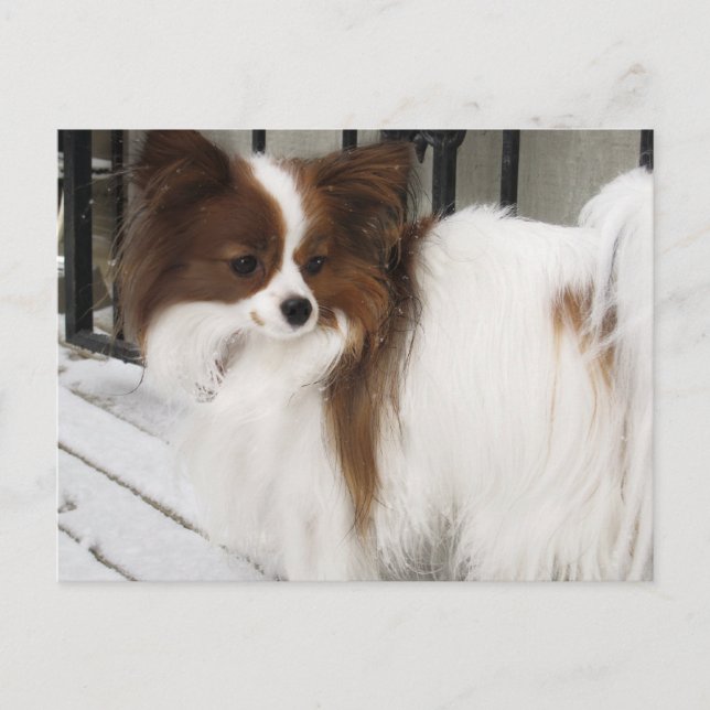 Merchandise för hundkoja för Hershey kysshjälte Vykort (Framsida)