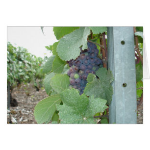 Mercier Vineyard OBS Kort