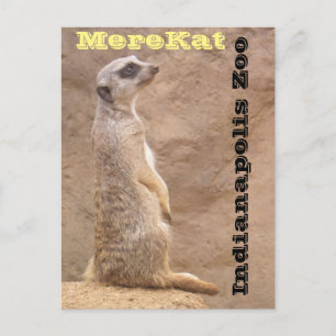 Merekat Indianapolis Zoo Vykort