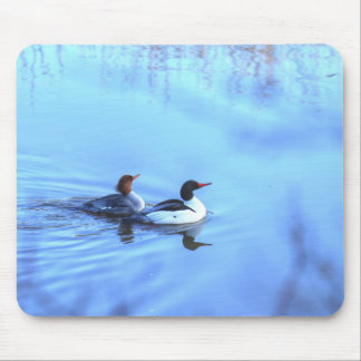 Merganser Ankor Musmatta