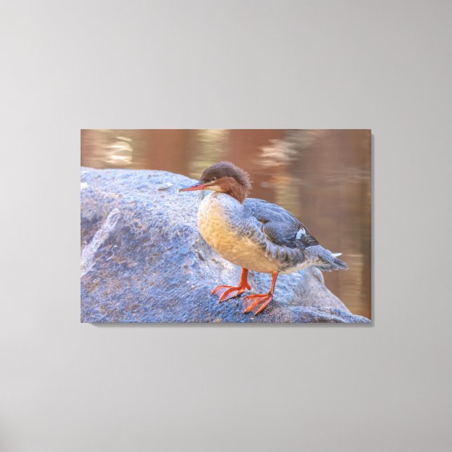 Merganser Canvastryck (Framsida)