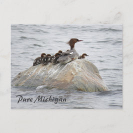 Merganser och chickar, vykort för norra Michigan