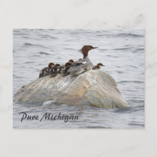 Merganser och chickar, vykort för norra Michigan