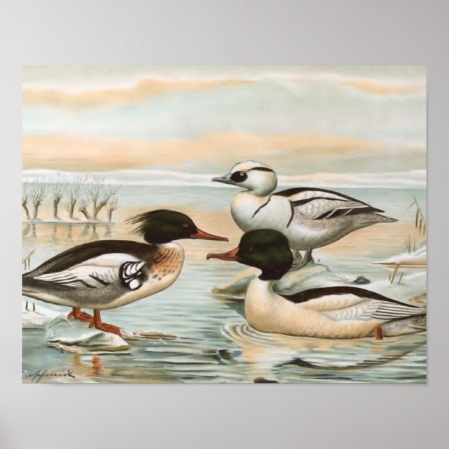Mergansers Vintage Bird Illustration Poster (Framsidan)