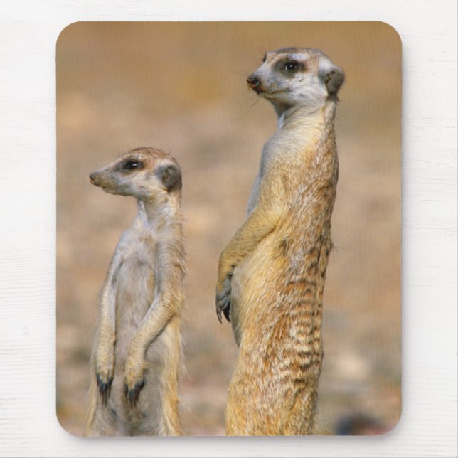 Mergaser (Suricata Suricatta) vaktposter, Karas Musmatta (Framsidan)