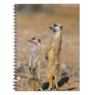 Mergat (Suricata Suricatta) vaktposter, Karas Anteckningsbok