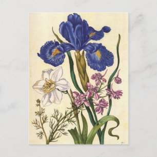 Merian Blommigt Art-vykort Vykort