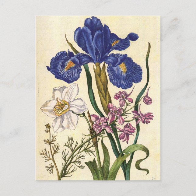Merian Blommigt Art-vykort Vykort (Framsida)