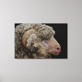 Merino fårart canvastryck