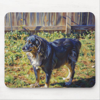 Merle Australian Shepherd Musmatta