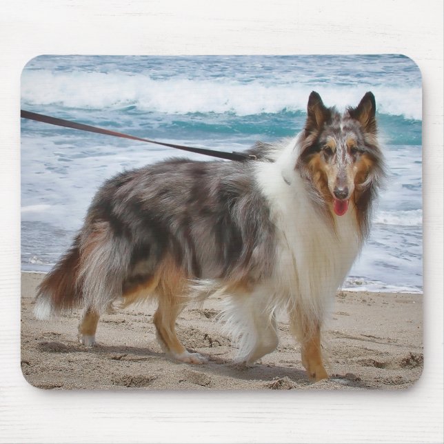 Merle Collie Hund vid Beach Musmatta (Framsidan)