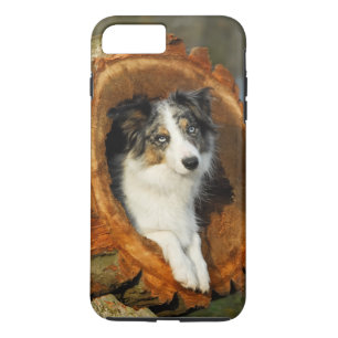 Merle för gränsCollieblått hund, cell Phonecase