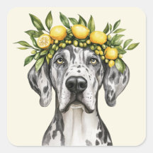 Merle Great dane Hund Lemon Krona