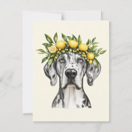 Merle Great dane Hund Lemon Krona Vykort