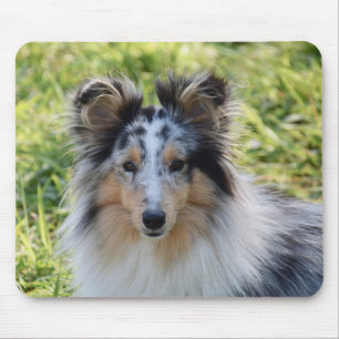 Merle Shetland Sheepdog - Sheltie Hund Musmatta