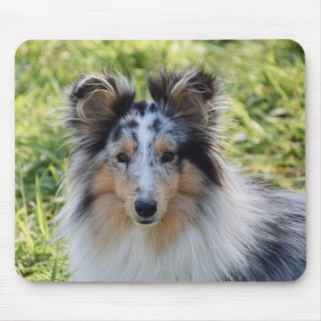 Merle Shetland Sheepdog - Sheltie Hund Musmatta (Framsidan)