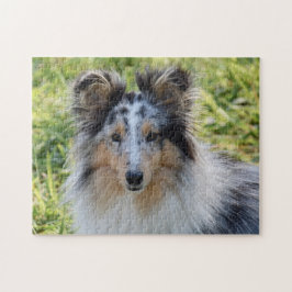 Merle Shetland Sheepdog - Sheltie Hund Pussel