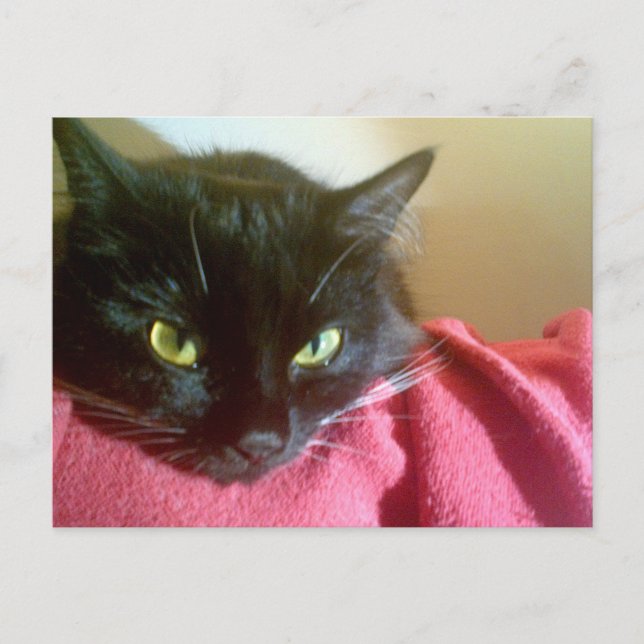 Merlin Cat Postcard Vykort (Framsida)