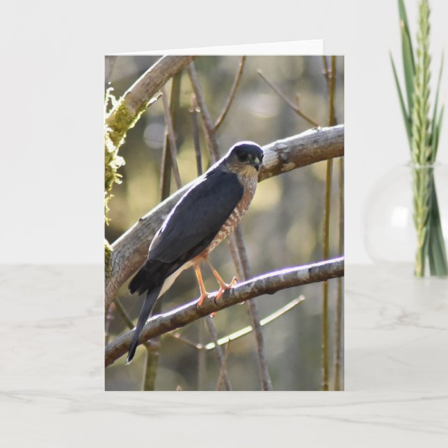 Merlin Falcon - bildkort Kort (Framsida)