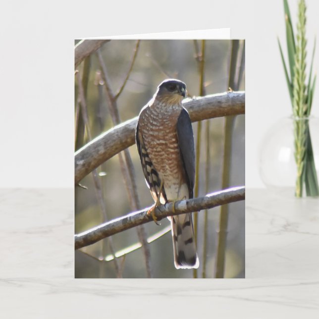 Merlin Falcon - bildkort Kort (Framsida)