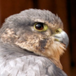 MERLIN FALCON BIRD OF BER<br><div class="desc">En fotografisk design av en vacker fågel som ber merlinfalken.</div>