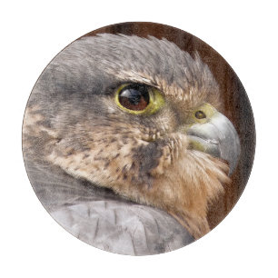 MERLIN FALCON BIRD OF BER