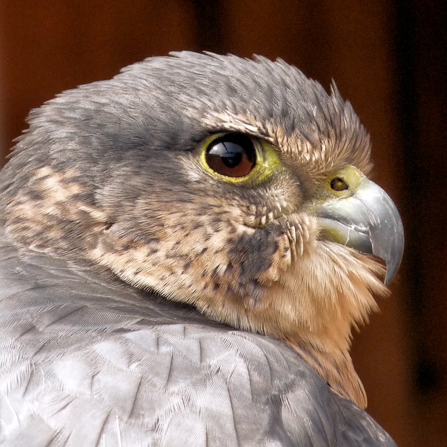 MERLIN FALCON BIRD OF BER ADRESSETIKETT (Skapare uppladdad)