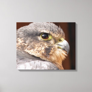 MERLIN FALCON BIRD OF BER CANVASTRYCK