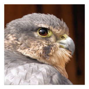 MERLIN FALCON BIRD OF BER FOTOTRYCK
