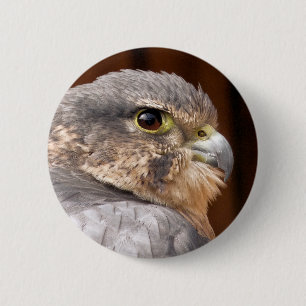 MERLIN FALCON BIRD OF BER KNAPP