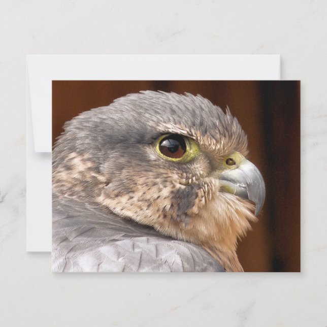 MERLIN FALCON BIRD OF BER KORT (Framsida)