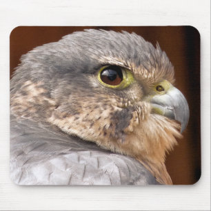 MERLIN FALCON BIRD OF BER MUSMATTA