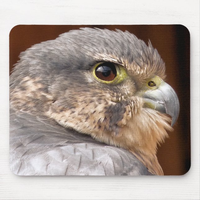 MERLIN FALCON BIRD OF BER MUSMATTA (Framsidan)