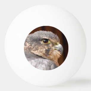 MERLIN FALCON BIRD OF BER PINGISBOLL