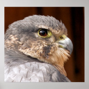 MERLIN FALCON BIRD OF BER POSTER
