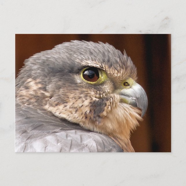 MERLIN FALCON BIRD OF BER VYKORT (Framsida)