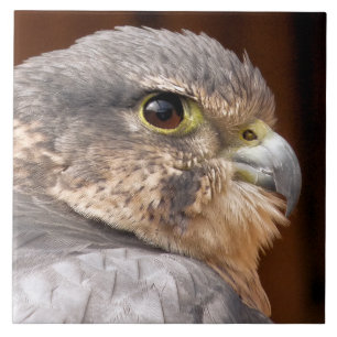 MERLIN FALCON BIRD OF PREY KAKELPLATTA