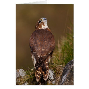 Merlin Falcon Hälsningskort