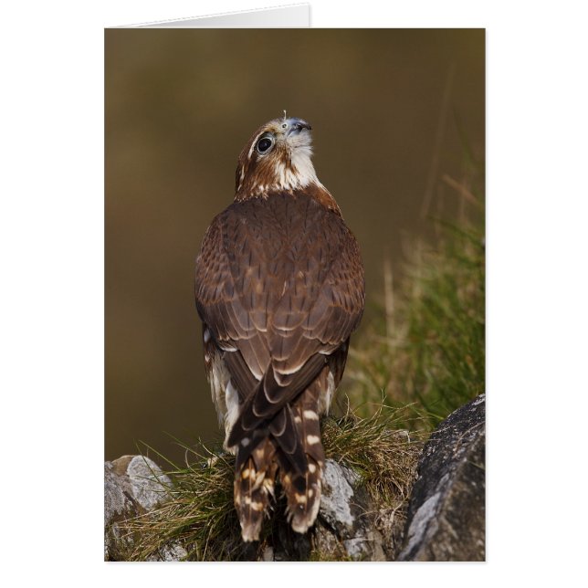 Merlin Falcon Hälsningskort (Framsidan)