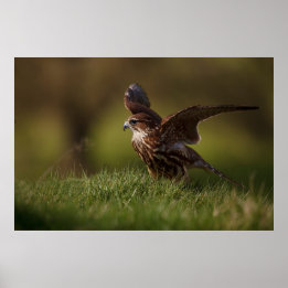Merlin Falcon tar flyget Poster
