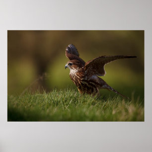 Merlin falk som tar flyg poster