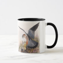 Merlin falkJohn Gould fåglar av Storbritannien