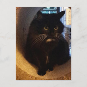 Merlin i tunnelns vykort