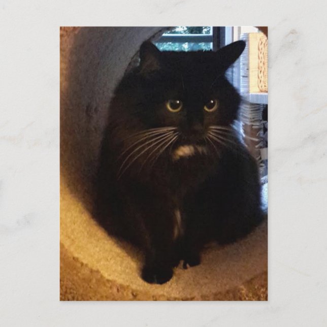 Merlin i tunnelns vykort (Framsida)