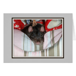 Merlin Lazy OBS Kort