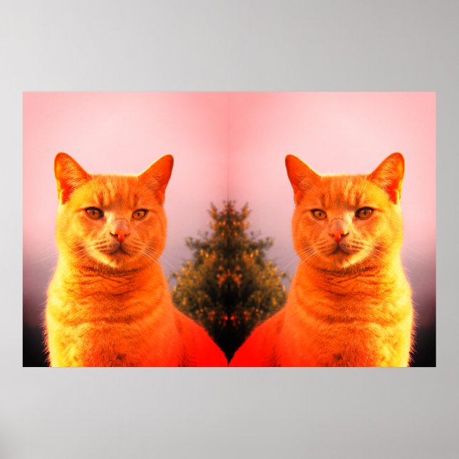 Merlin- och ängelvängkatter poster (Framsidan)