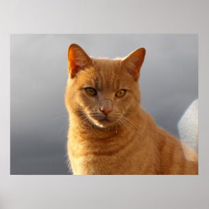 Merlin och orkan poster