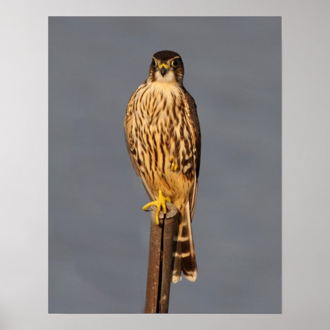 Merlin Poster (Framsidan)