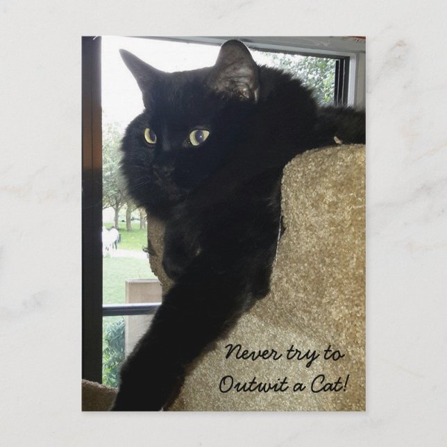 Merlin the Cat Quote Vykort (Framsida)