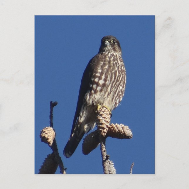 Merlin-vykort Vykort (Framsida)